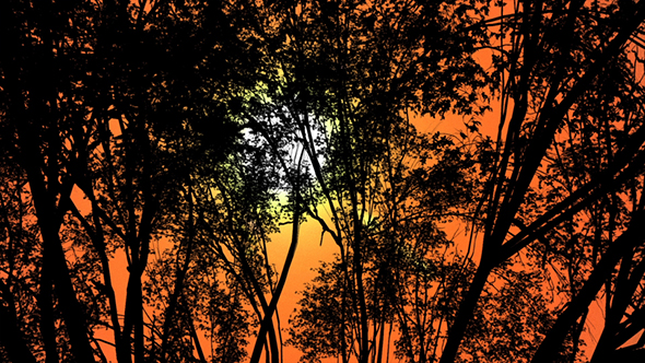 Sunset Sundown As The Sun Slowly Disappears Behind Jungle Trees
