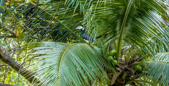 Tropical Bird On Palm Tree
