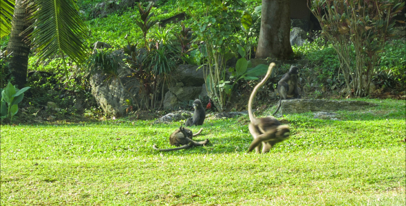 Monkeys Play On The Lawn