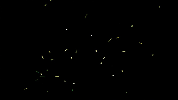 Flies Buzzing Around On Black Background alt