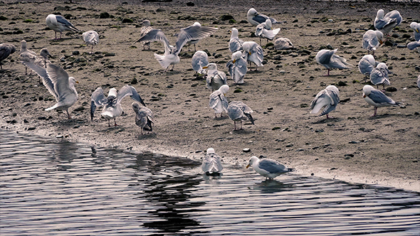 Seagulls on Shore in Evening alt