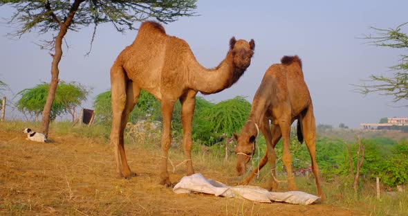 Camels at Pushkar Mela Camel Fair Festival in Field Eating Chewing at Sunrise. Pushkar, Rajasthan alt