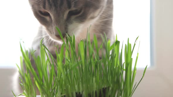 Cat with Feline Grass alt