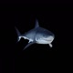 Great White Shark - VideoHive Item for Sale