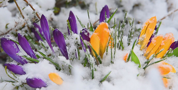 Flowers Covered In Snow