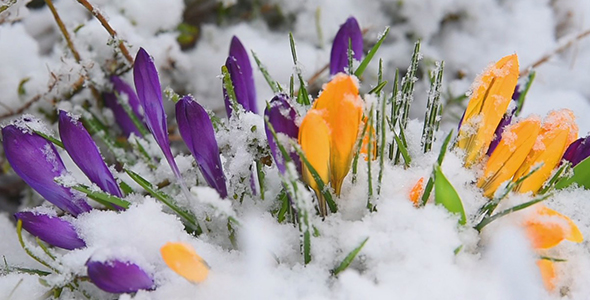 Flowers Covered In Snow, Stock Footage | VideoHive