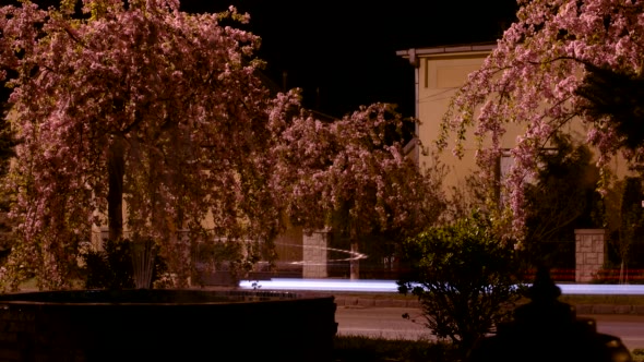 Night City With Blooming Trees