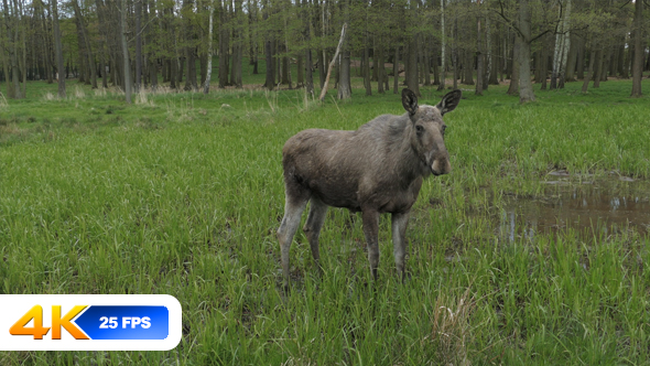 Moose in Forest