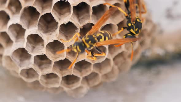 Wasp Nest With dangerous Wasps Sitting On Honeycomb,macro shot footage alt