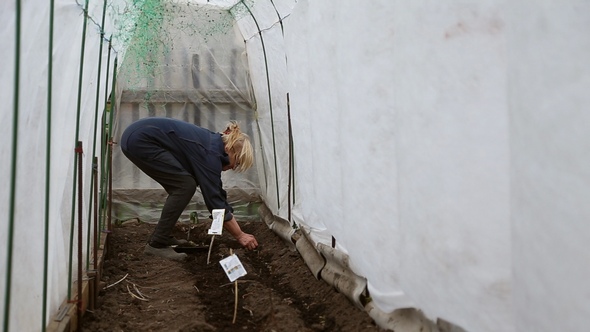 Woman Planting Seedlings in a Greenhouse alt