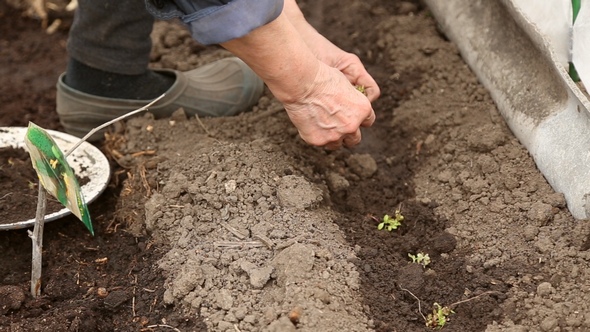 Woman Planting Seedlings in a Greenhouse alt