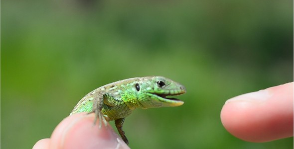 Lizard alt