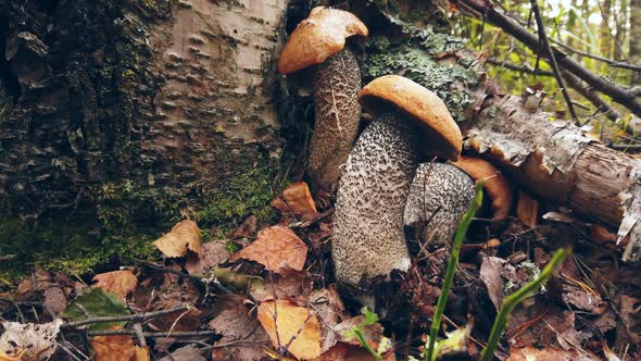 Aspen Mushrooms Grow Under a Birch Tree