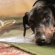 Sad Dog Breed Doberman Medical Collar  3 - VideoHive Item for Sale