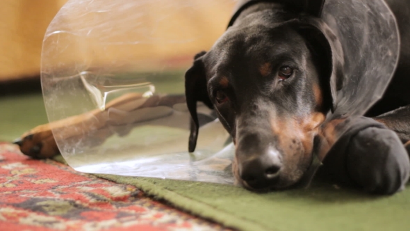 Sad Dog Breed Doberman Medical Collar  3 alt