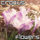 Crocus Flowers Nature Background Crocus Flowers Nature Background - VideoHive Item for Sale