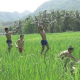 Kids Running And Jumping In Rice Field - VideoHive Item for Sale