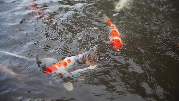 Japanese Koi Fishes alt