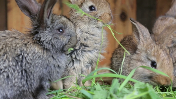Rabbits Sitting In Cage And Eating Fresh Grass