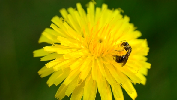 Bee Collects Pollen On Dandelion