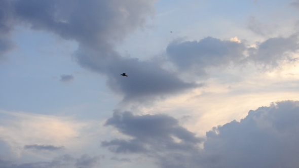 Seagull In Blue Sky With Clouds