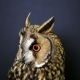  Portrait Of Young Long-eared Owl 2 - VideoHive Item for Sale