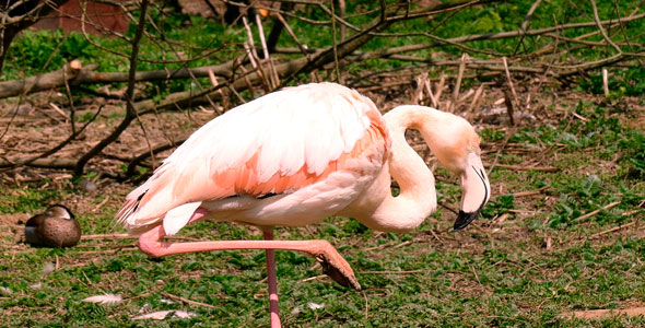 Flamingo