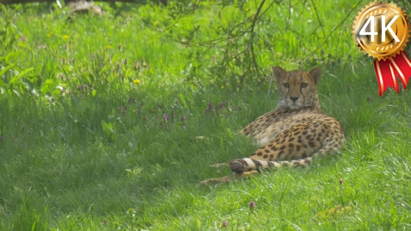 African Leopard Lying and Having a Zoo Rest