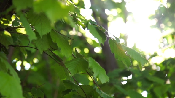 Sunlight Through The Spring Green Foliage