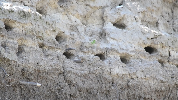 Swift Birds Nest On The Ground In a Slope