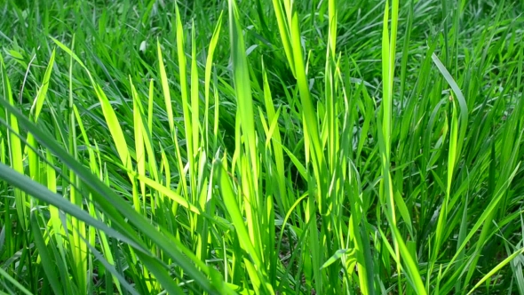 Green Grass Fills The Frame On a Sunny Day