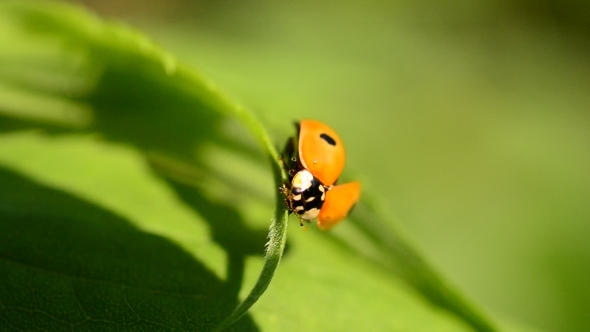 Ladybird Opens Its Wings And Folds Them Back Again