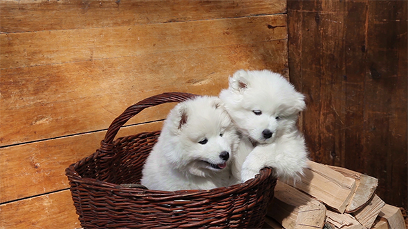 Samoyed Puppies Dog