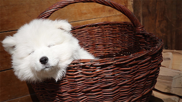 Samoyed Puppy Dog