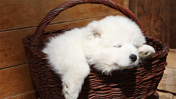 Sleeping Samoyed Puppy