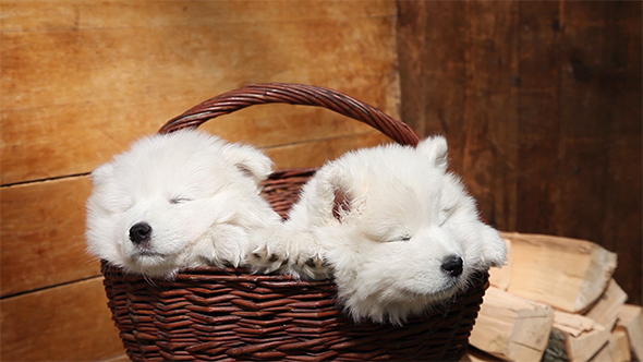 Sleeping Samoyed Puppies