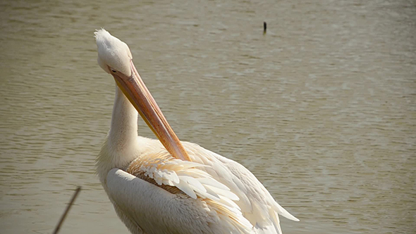Pelican Cleans Feathers Big Beak
