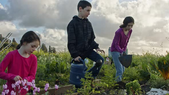 Three kids working in an organic vegetable garden weeding and watering plants alt