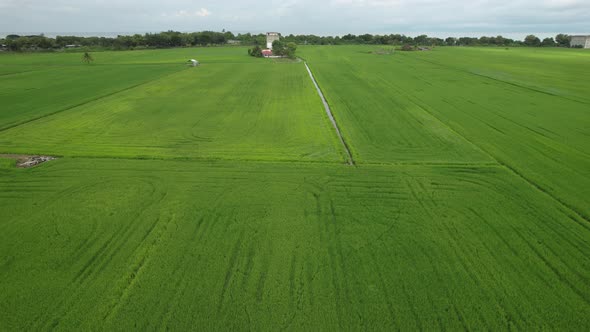 The Paddy Rice Fields of Kedah and Perlis, Malaysia alt