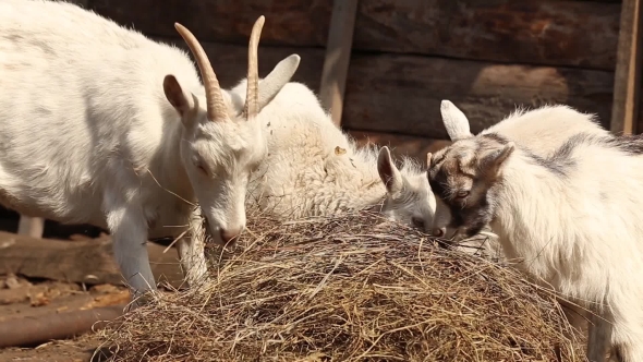 Mother And Kid Goats.