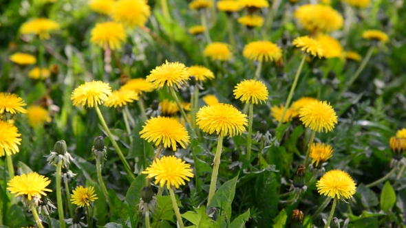 Glade Of Yellow Dandelions In Wind