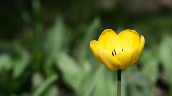 One Yellow Tulip In  Breeze