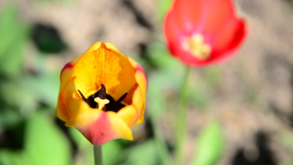 Pink and Yellow Tulip in  Breeze