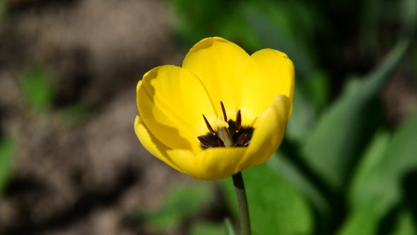 One Yellow Tulip In  Breeze