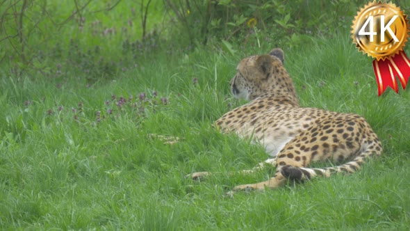 African Leopard Lying and Breathing Deeply in Zoo