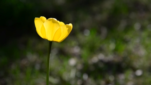 One Yellow Tulip In  Breeze