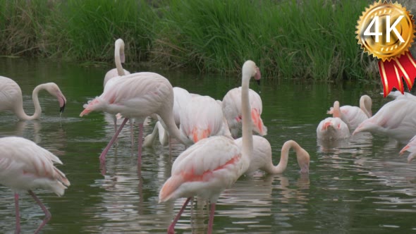 Group of Flamingos Resting in a Small Pond With