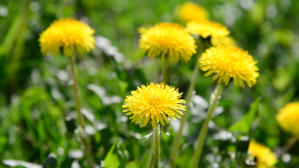 Lot Of Yellow Dandelions In Meadow