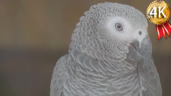 African Grey Parrot Sitting Still, Looks to the
