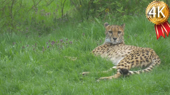 African Leopard Lies and Walks Away in Zoo